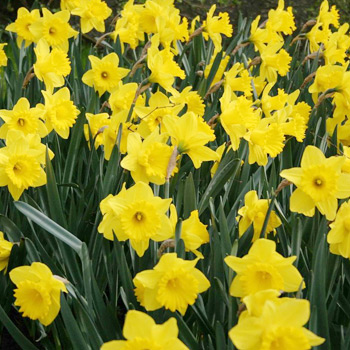 50 Dutch Master Daffodil Bulbs 